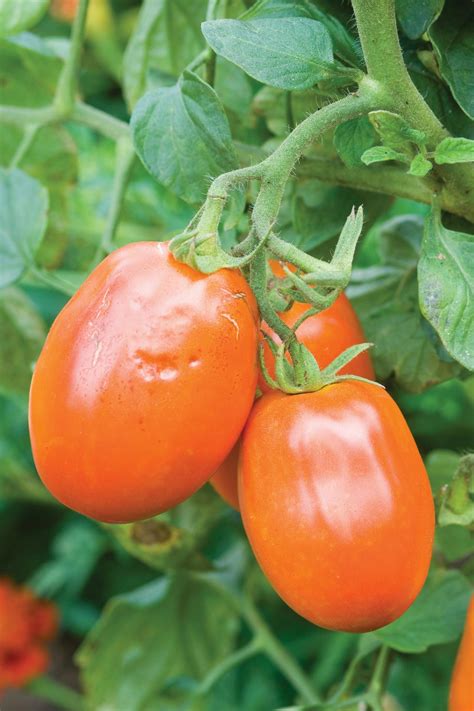 Short Season Tomato Varieties Hgtv