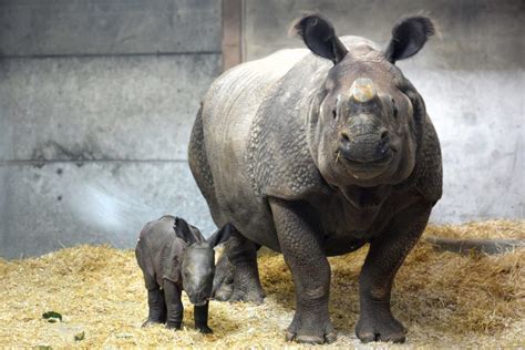 First Baby Indian Rhino Born At Denver Zoo