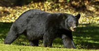 Louisiana black bear no longer on endangered list