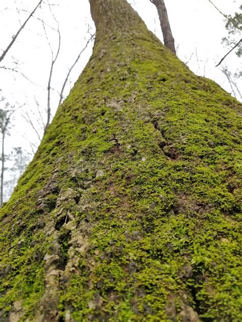 Mossy Tree Trunk On The North Side Stock Photo Image Of Side Mossy