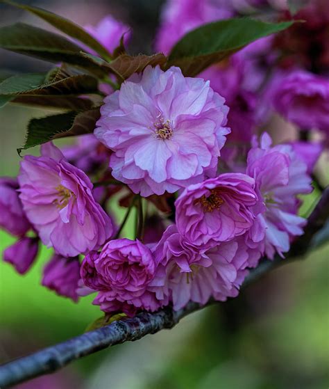 Cherry Blossoms 260 Photograph By Robert Ullmann Fine Art America