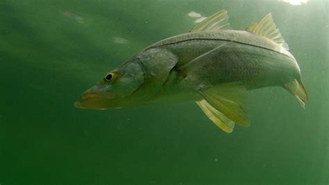 Can You Eat Snook And How Does It Taste American Oceans