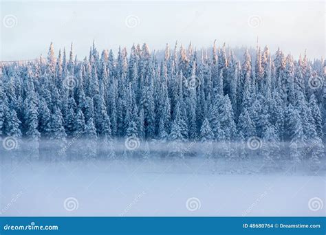 Snowy Pine Trees With Fog On A Winter Landscape Stock Photo Image Of