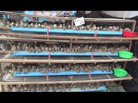 Senarai peribahasa ayam dalam masyarakat melayu. Idea bina reban puyuh... - Cikgu Suffi (CS)