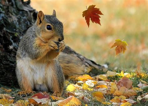 Autumn Squirrel Photograph