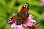 Schmetterling Foto & Bild | natur Bilder auf fotocommunity