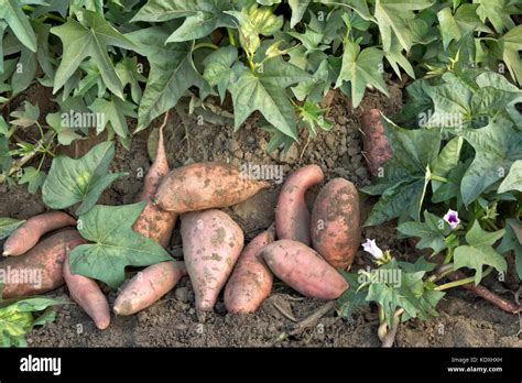 Harvested Kamote Cultivar Of Sweet Potatoes Ipomoea Batatas Stock