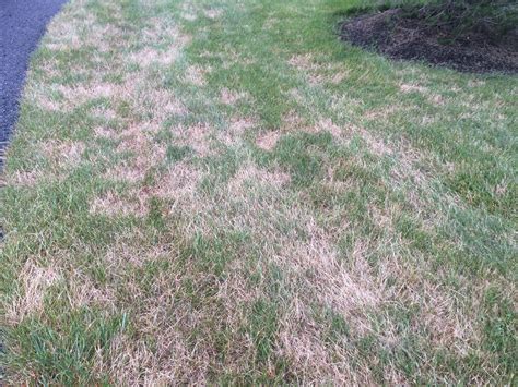 4 Puzzling Lawn Problems In Ashburn Aldie And Leesburg Va And How
