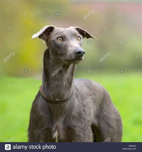 Lurcher High Resolution Stock Photography And Images Alamy