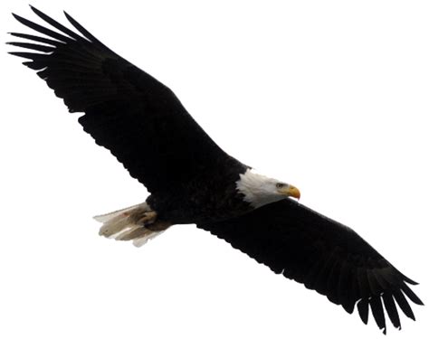 Bald Eagle Png Clipart Png Mart