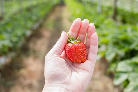 Allergy To Strawberries Food Allergies Barnard Health Care
