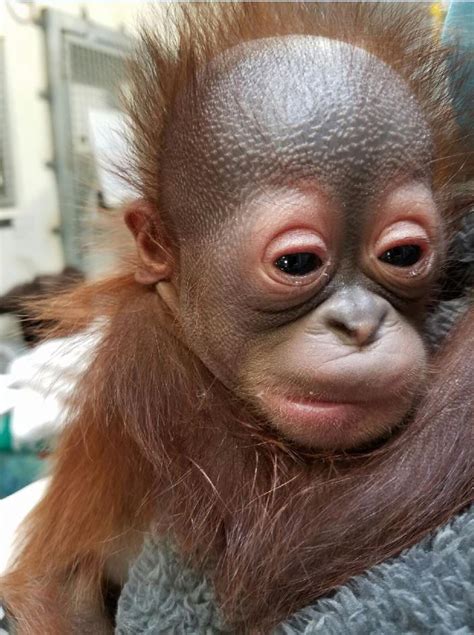 Cameron Park Zoo Removes Baby Orangutan From Mothers Care Citing