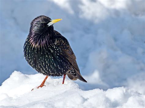Common Starling in Winter | Common starling, Starling, Beautiful birds