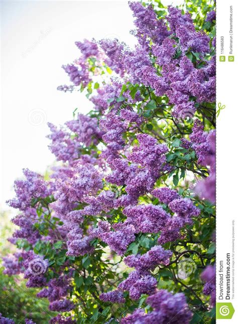 Spring Branches Of Blooming Lilac Stock Image Image Of Bright Branch