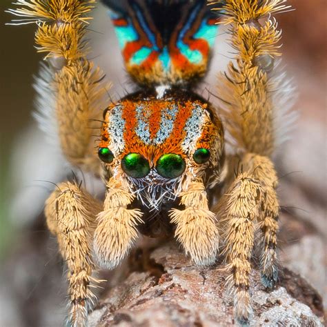 Peacock Spider Female Two New Species Of Peacock Spiders Discovered In Australia Biology Sci