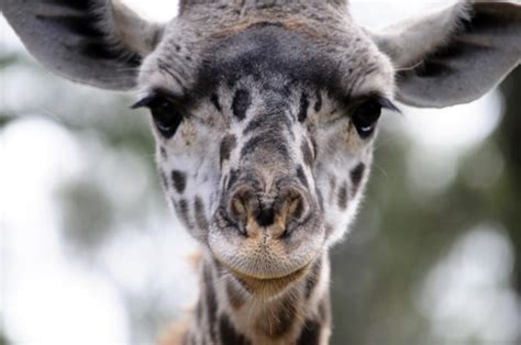 Baby Giraffe Face Free Stock Photo Public Domain Pictures