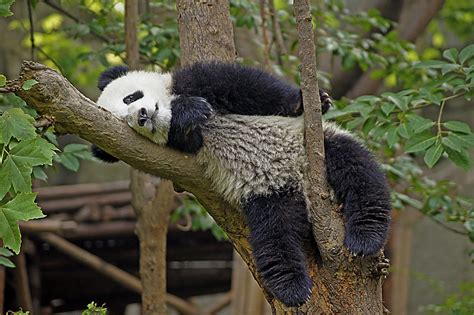 Panda Gigante Dove Vive E Le Sue Caratteristiche Ohga