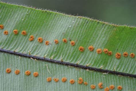 Oleandra Sibbaldii Ferns And Lycophytes Of The World