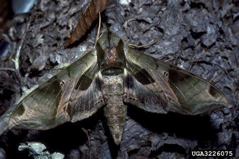 Sphinx Or Hawk Moth Madoryx Oiclus