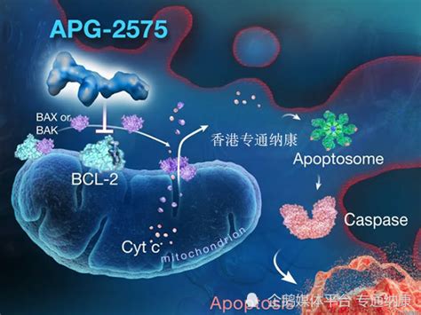 Bcl 2抑制剂维奈克拉venetoclax中文说明书适应症腾讯新闻