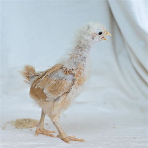 Golden Sex Link Chicken Breed Profile And Care Guide