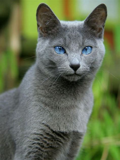 Blue Cat With Blue Eyes Skyler Has Montgomery