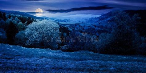 Beautiful Nature Scenery In Spring At Night Stock Photo Image Of