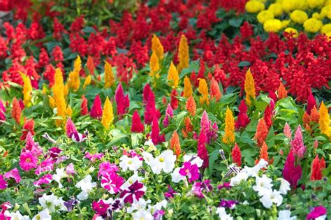 Michigan Flowers That Bloom In June Best Flower Site