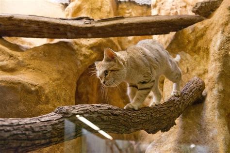 We did not find results for: Sand Cat Debuts at Smithsonian's National Zoo | Sand cat ...