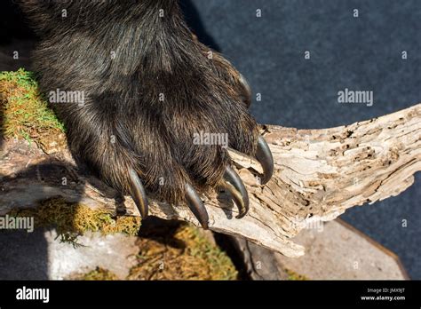 Sharp Claws Hi Res Stock Photography And Images Alamy