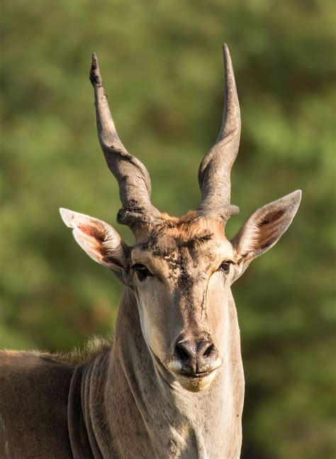 Antilope is my wife's favorite fragrance and i have not been able to find it for over 10 years. Eland Antilope Foto & Bild | tiere, wildlife, säugetiere ...