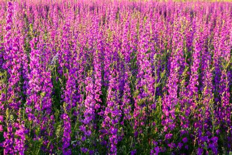 Scenic Summer Colorful Field Of Purple Wild Flowers Stock Photo Image