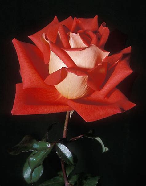 32 Best Roses Names Celebrities Images On Pinterest Beautiful Flowers