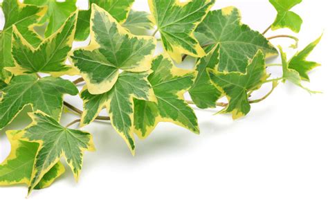 English Ivy Plant Care House Plants Flowers