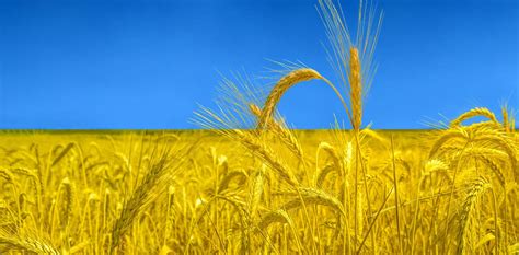 Ukraine Produced A Lot Of Grain Can Farmers Elsewhere Replace The