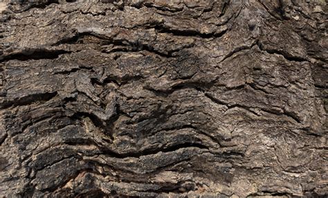 Close Up Bright Wood Texture Old Wood Surface With Abstract Texture