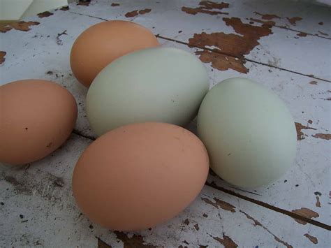 How To Feed Eggshells To Chickens • The Prairie Homestead