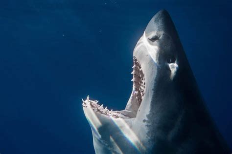 5 Reasons To Dive With Great White Sharks In July Nautilus Adventures