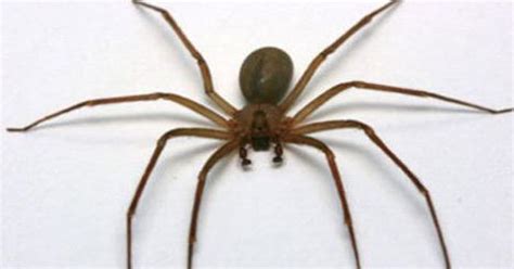A wolf spider bite is rarely dangerous and does not usually require treatment. Brown recluse bites on the rise