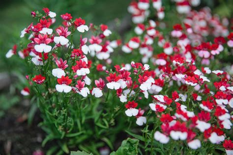 15 Different Annuals For Shade Photos Garden Lovers Club