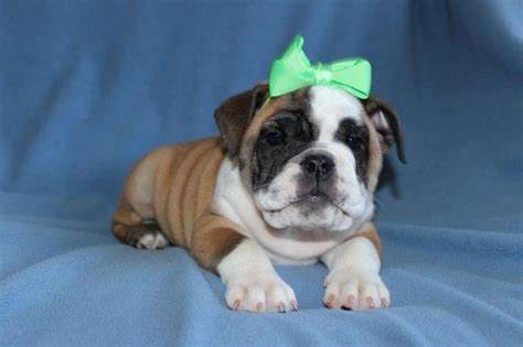 Puppies range $800 to $8,500. AKC English Bulldog Puppies - Full AKC Reg. for Sale in Sandy Creek, New York Classified ...