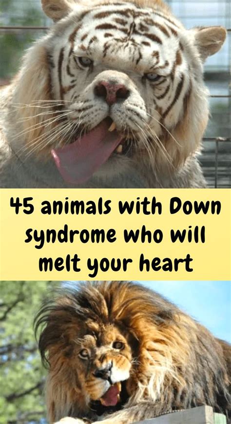 Bigger felines have also fallen prey to viral clickbait writers. 40+ beautiful animals that have Down syndrome but don't ...