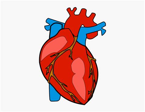 Human Heart Clipart Png Transparent Png Kindpng