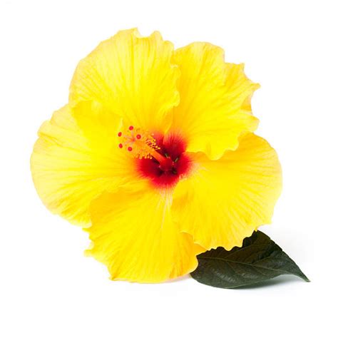 Yellow Hibiscus Stock Photos Pictures And Royalty Free Images Istock