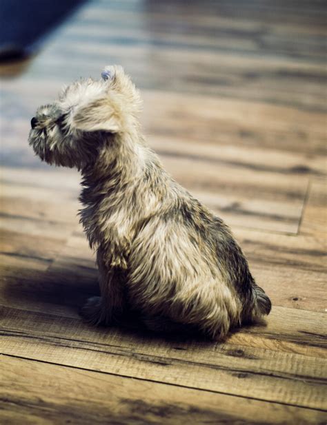 Free Images Puppy Animal Fur Whiskers Vertebrate Domestic Cairn