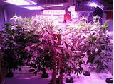 Can You Grow Marijuana With Led Lights Images