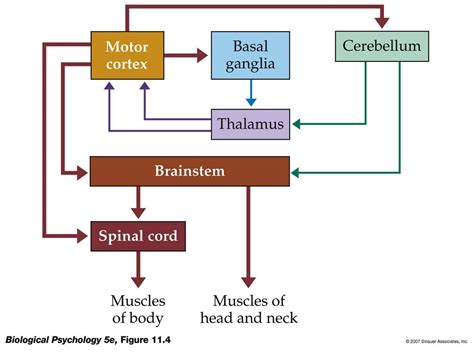 Extrapyramidal System Anatomy And Clinical Importance Kenhub