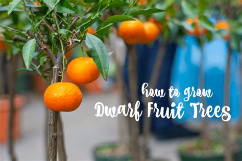 Dwarf Fruit Trees For Zone 4 Fruit Trees