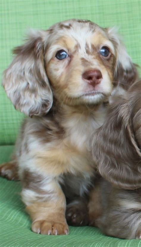 Find dachshund puppies for sale with pictures from reputable dachshund breeders. English Black Lab Puppies For Sale In Oregon