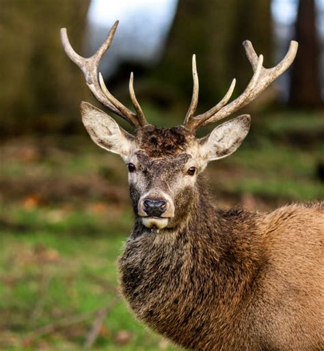 Deer Head Shot Pictures Stock Photos Pictures And Royalty Free Images